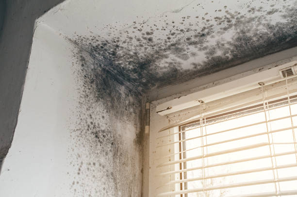 Affordable Attic Mold Removal solutions in Jbsa Ft Sam Houston, TX